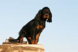 SETTER GORDON 015